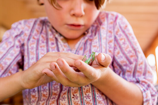 7 year old boy holding a praying mantis