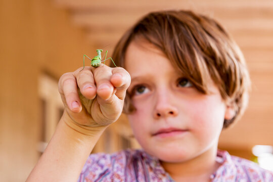 7 year old boy holding a praying mantis