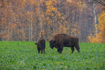 Obraz na płótnie Canvas impressive giant wild bison grazing peacefully in the autumn scenery