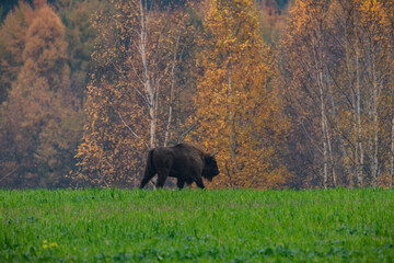 Plakat impressive giant wild bison grazing peacefully in the autumn scenery