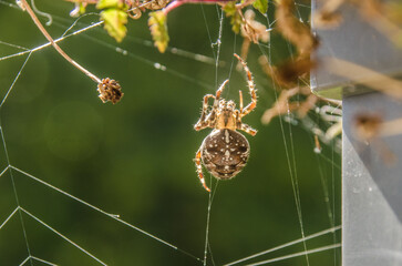 Eine Kreuzspinne in ihrem Netz. Die Kreuzspinnen sind mit mehreren hundert Arten eine der artenreichsten Gattungen der Familie der Echten Radnetzspinnen. 
