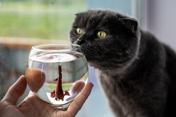 cat and aquarium fish