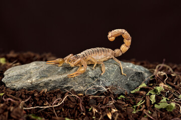 escorpión en una piedra con fondo negro (Buthus occitanus) Marbella Málaga España 