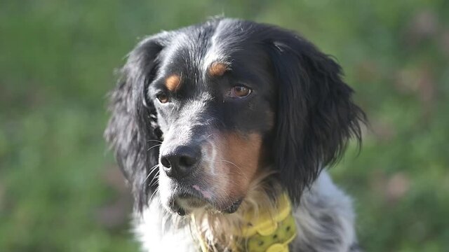 Cane da caccia