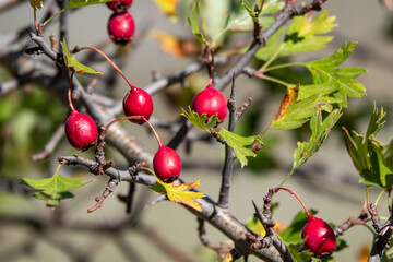 Ripe berries, haws, on Hawthorn also called called thornapple, May-tree, whitethorn, or hawberry Crataegus monogyna berries in Autumn