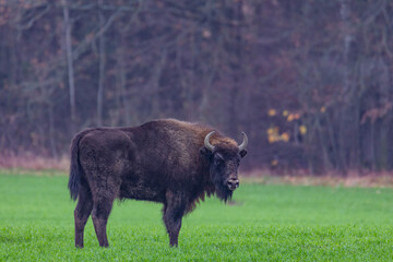 
impressive giant wild bison grazing peacefully in the autumn scenery
