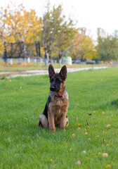 german shepherd puppy