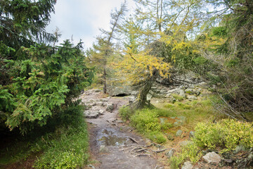 Trail in the Izera Mountains near Wysoki Kamień, Western Sudetes, Poland