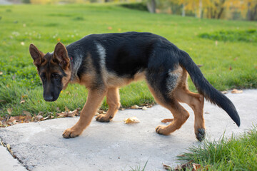 german shepherd puppy