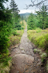 Fototapeta na wymiar A trail through the woods in the Izera Mountains, with Mt Wysoki Kamien visible in the background, Western Sudetes, Poland