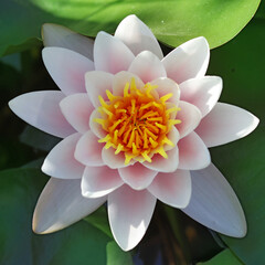 Image of a beautiful lotus flower on the water close-up