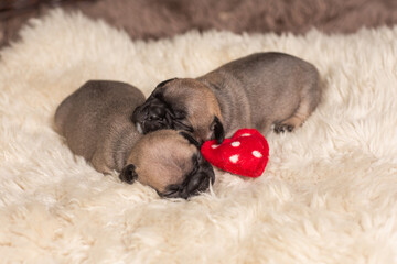Two little English bulldog puppies sleep
