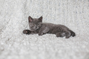 look beautiful gray little cat on a light background
