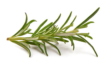 Fototapeta premium Twig of rosemary, isolated on white background