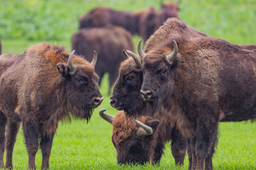 
impressive giant wild bison grazing peacefully in the autumn scenery
