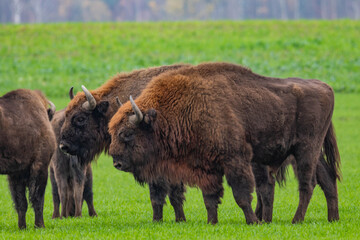 impressive giant wild bison grazing peacefully in the autumn scenery