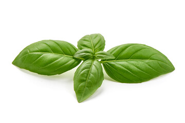 Basil leaves, isolated on white background