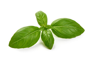 Fresh basil leaves, close-up, isolated on white background