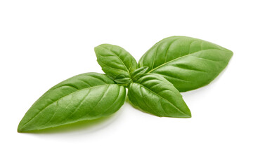 Basil leaves, isolated on white background