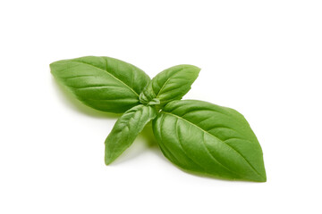 Fresh basil leaves, close-up, isolated on white background