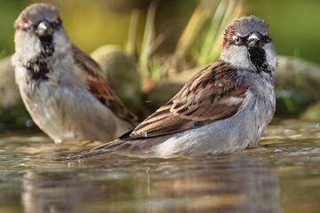 Two sparrows bathe in water bird's waterhole. Czech Republic. Europe.
