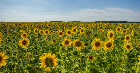 Sunflower Field. Agriculture. Rural Landscape, agricultural land. Farm. Blue Sky and white clouds above yellow Field Sunflower on sunny day. Yellow sunflowers against a blue sky in sun.