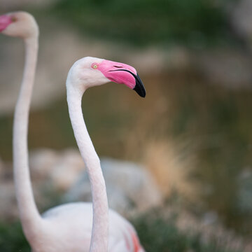 Close up photo of a flamingo