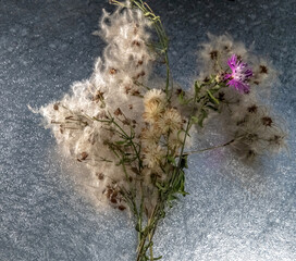 Fleurs de pissenlit en macro avec graines