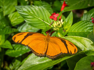Close-up of an orange Julis Butterfly (Dryas iulia)