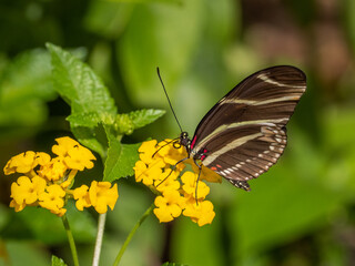 Closeup of a Zebra longwing or zebra heliconian  (Heliconius charitonius) Butterfly the Florida state butterfly on a yellow flower