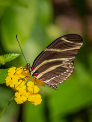 Obraz premium Closeup of a Zebra longwing or zebra heliconian (Heliconius charitonius) Butterfly the Florida state butterfly on a yellow flower