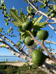 SPLIT, CROATIA - Oct 22, 2020: Fig tree full of fruit, Split, Croatia (c) 2020, Cyndie Burkhardt.