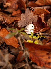 
mushrooms in forest leaves