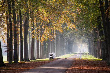 autumn in the park, colorful fall beech trees in park lane. seasonal ambience. Rural netherlands...