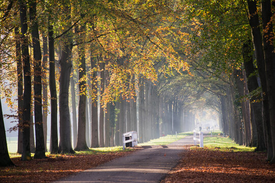 autumn in the park, colorful fall beech trees in park lane. seasonal ambience. Rural netherlands grand estate lane. Light from the left. Afternoon soft sunlight. 