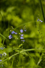 Field flowers, and more precisely the speedwell.