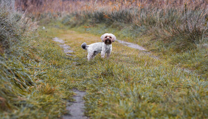 Yorkie dog stands in the field.