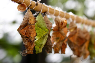Pupae of exotic butterflies weigh on a branch. Artificial breeding of exotic butterflies, selective...