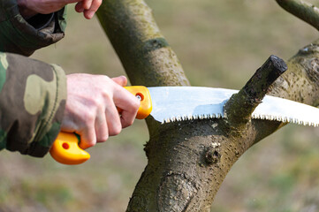 The farmer looks after the orchard