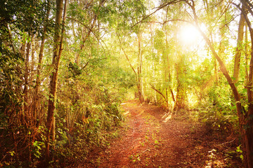 Naklejka premium Waldweg