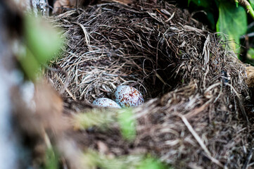nido de ave, huevos de ave