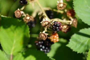木の実　ブラックベリー　果実　夏　ベリー　ハイキング　