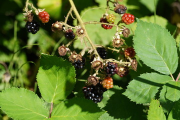 木の実　ブラックベリー　果実　夏　ベリー　ハイキング　