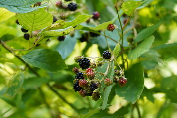 木の実　ブラックベリー　果実　夏　ベリー　ハイキング　
