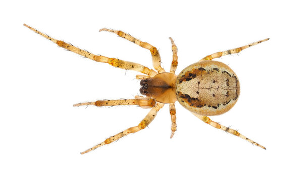 Missing sector orb weaver spider isolated on white background, Zygiella x-notata