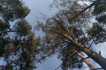Pine trees bottom view, treetop view of a forest from the bottom