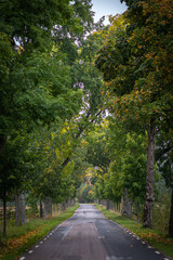 Countryside road with beautiful trees on both sides