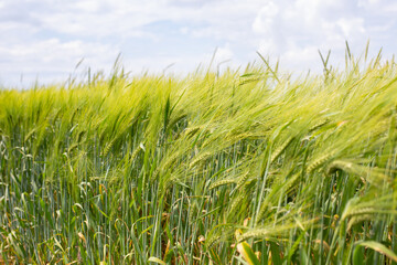 Green tall ears of wheat in the wind, rural landscape, agricultural plant