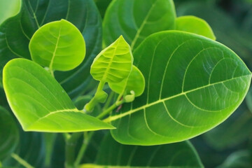 Nature jackfruit leafs. Tropical leafs on nature garden 