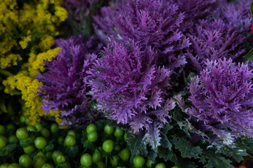 Beautiful composition of fresh cut decorative purple brassica oleracea or flowering kales in autumn...
